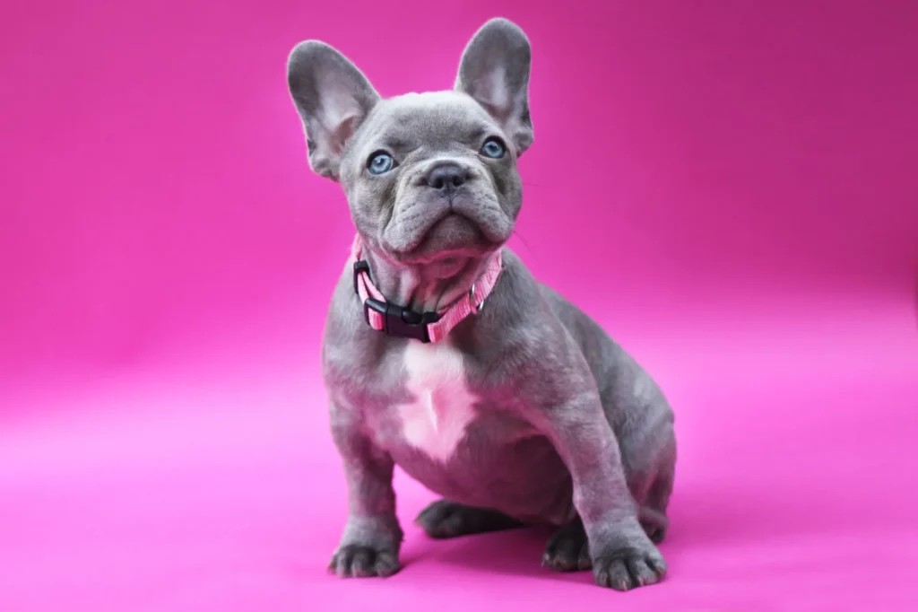 Französische Bulldogge Welpen