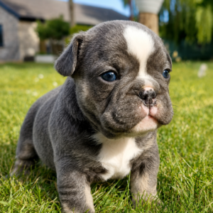Atemberaubende Merle-Welpen (Französische Bulldogge x Englische Bulldogge)