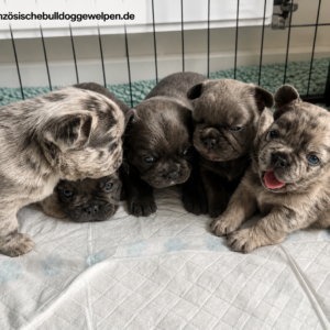 Dwkc registered fluffy frenchie